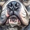 Детайл: светли очи и широк нос на американския були отблизо