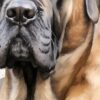 Детайл: тъмна муцуна на мастиф с тежък нос и набръчкано чело отблизо