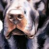 Детайл: кехлибарени очи и кафяво-розов нос на лабрадора отблизо
