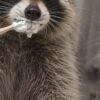 Детайл: лапата на енота с дървена четка за зъби и бяла паста, сива козина отблизо Детайл: лапата на енота с дървена четка за зъби и бяла паста, сива козина отблизо