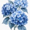 Картина хортензия: три кълба от сини цветчета със сиво-сини листа, акварел върху бял фон
