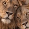 Детайл отблизо: Картина лъв и лъвица: двойка лъвове с опрени глави лежат на скала в топла светлина