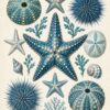 Картина морски звезди: синя морска звезда в центъра, морски таралежи, раковини и водорасли на кремав фон Картина морски звезди: синя морска звезда в центъра, морски таралежи, раковини и водорасли на кремав фон