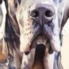 Детайл: тъмен нос и петниста муцуна на немски дог, увеличено от средата Детайл: тъмен нос и петниста муцуна на немски дог, увеличено от средата