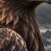 Детайл: кафявите пера на крилото и тила на орела отблизо