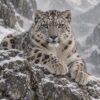 Картина снежен леопард: леопард с бледозелени очи почива на заснежена скала сред мъгливи планини
