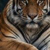 Детайл отблизо: Картина тигър на скала: тигър с бели бузи и златни очи лежи на мъхеста скала на тъмен фон