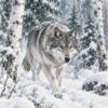 Картина вълк в снега: сив вълк с кехлибарени очи крачи през падащ сняг между брези и ели