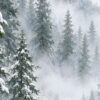 Детайл: силуети на иглолистни дървета, които се губят в мъглата над потока, отблизо Детайл: силуети на иглолистни дървета, които се губят в мъглата над потока, отблизо