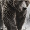 Детайл: гъстата козина на гърдите и предната лапа с нокти на мечката отблизо