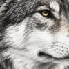 Детайл: окото, светлата козина по бузата и тъмните щрихи на врата на вълка